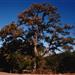 Poway Oak Tree